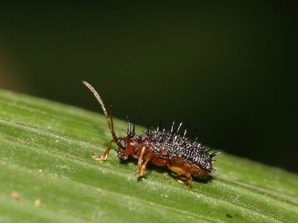 A Hispa beetle. Image: Flickr/gbohne