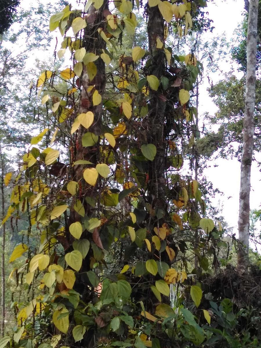 Pepper vines, affected by 'Soragu' disease, in one of the plantations in Napoklu in Kodagu district.