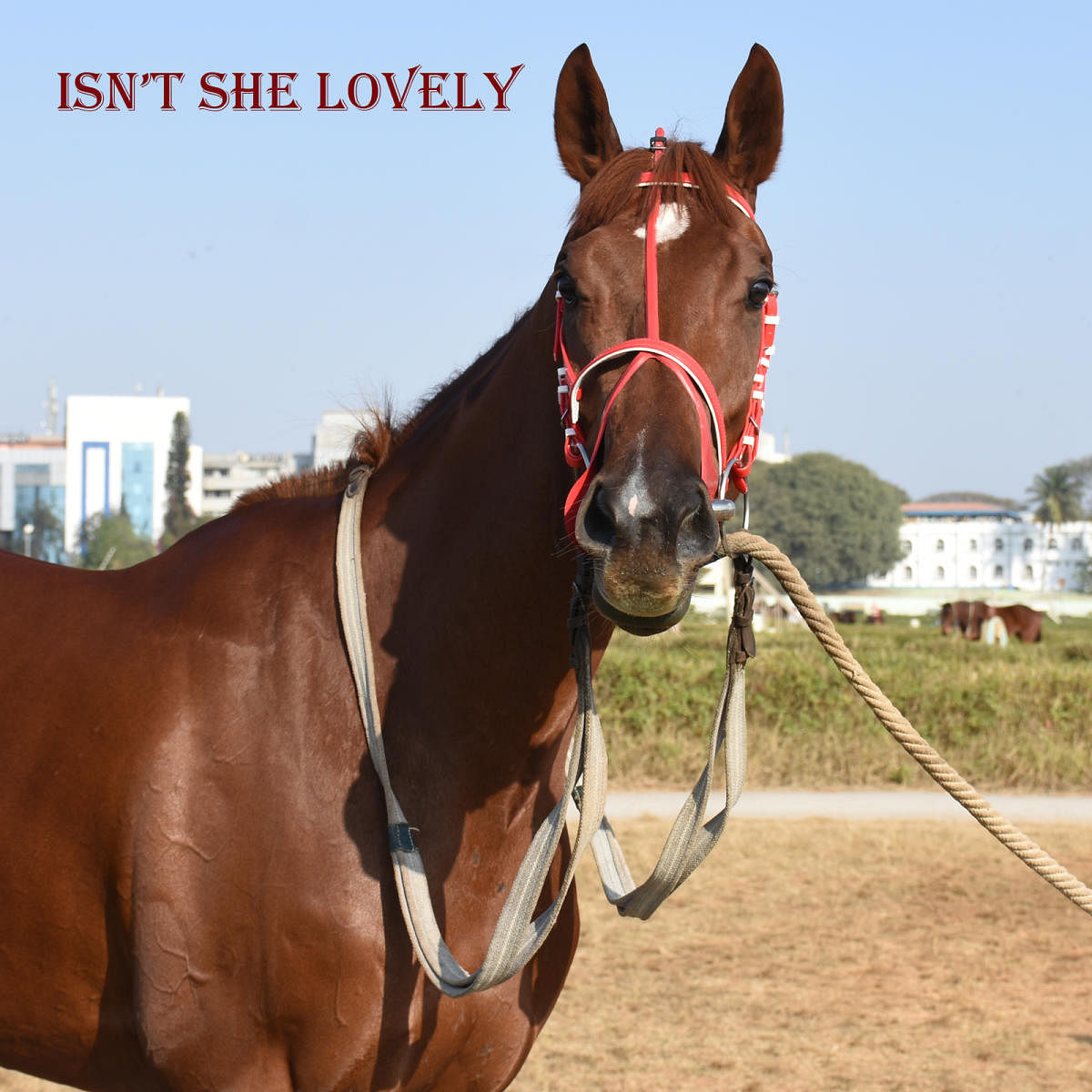 Isn't She Lovely, to be ridden by David Allan and trained by S Padmanabhan, emerges as the marginal favourite in the Catalyst Properties Bangalore Derby, the feature event of Saturday's race at Bangalore Turf Club. 