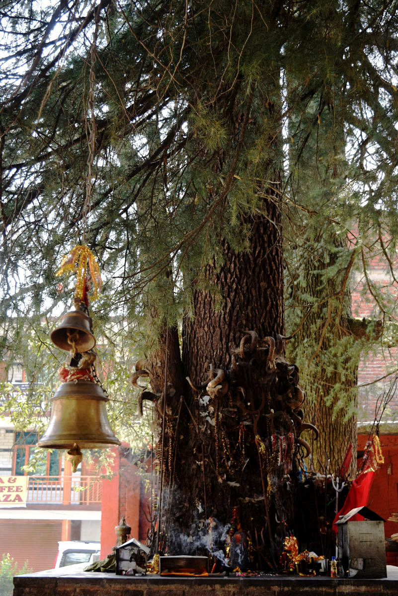 SKILFUL OFFERINGS Knives, spears, swords and horns of wild mountain goats are offered at the Ghatotkach Temple in Manali.