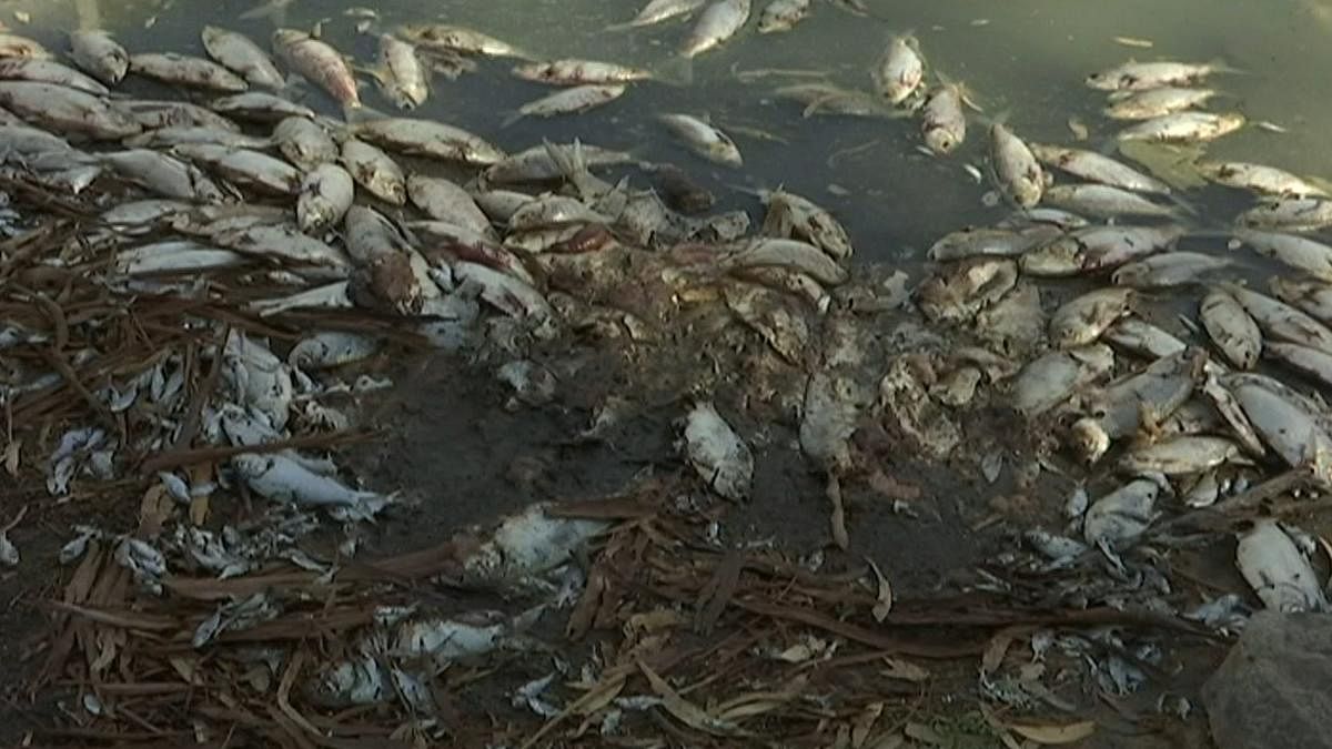 This image made from a video taken on Jan. 7, 2019, shows dead fish along the Darling River bank in Menindee, New South Wales, Australia. AP/PTI