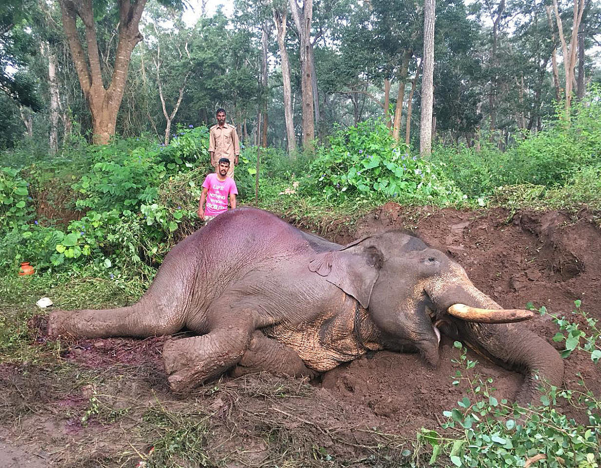 'Ranga', an elephant, was killed after it was hit by an over speeding bus on the Mysore-Virajpet road near Matthigodu elephant camp recently.