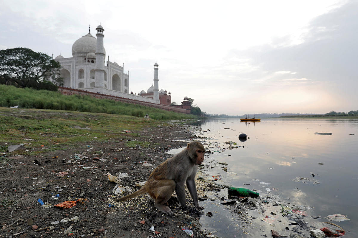 A monkey looks for eatables on the polluted banks of the Yamuna river next to the historic Taj Mahal in Agra. Reuters file photo