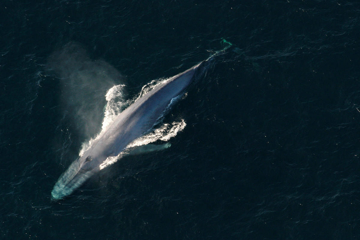 A blue whale surfaces to breathe in an undated picture from the U.S. National Oceanic and Atmospheric Administration (NOAA). (NOAA/Handout via REUTERS/File Photo)