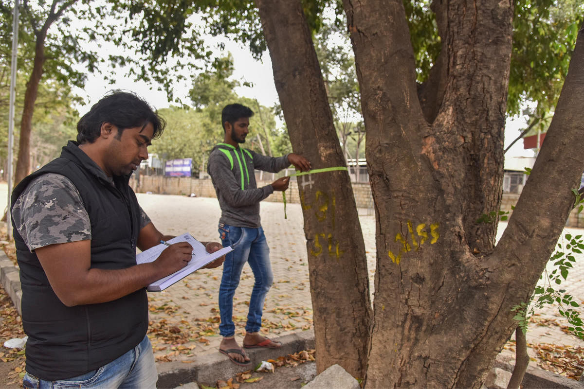 (From left) Vijay Nishanth, plant doctor and activist, and Shiva, a volunteer, count trees which have been marked newly to be axed on Ballari road. DH Photo/ S K Dinesh