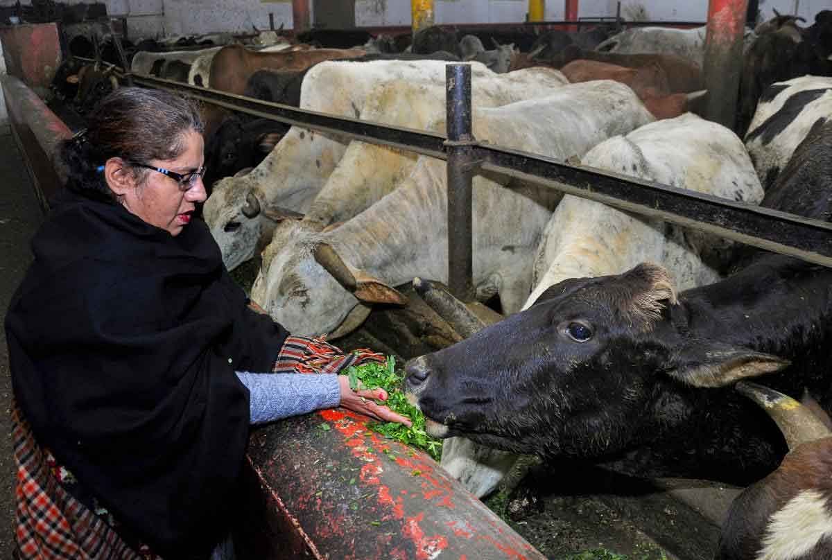 A woman feeds cows at a Gaushala (cow shelter) in Amritsar, Friday, Feb 1, 2019. Finance Minister Piyush Goyal has earmarked a fund of Rs 750 crore for the Rashtriya Gokul Mission in his budget speech. (PTI Photo) 