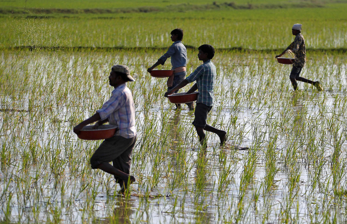 The fertiliser subsidy will cost the exchequer Rs 74,986 crore. Reuters file photo