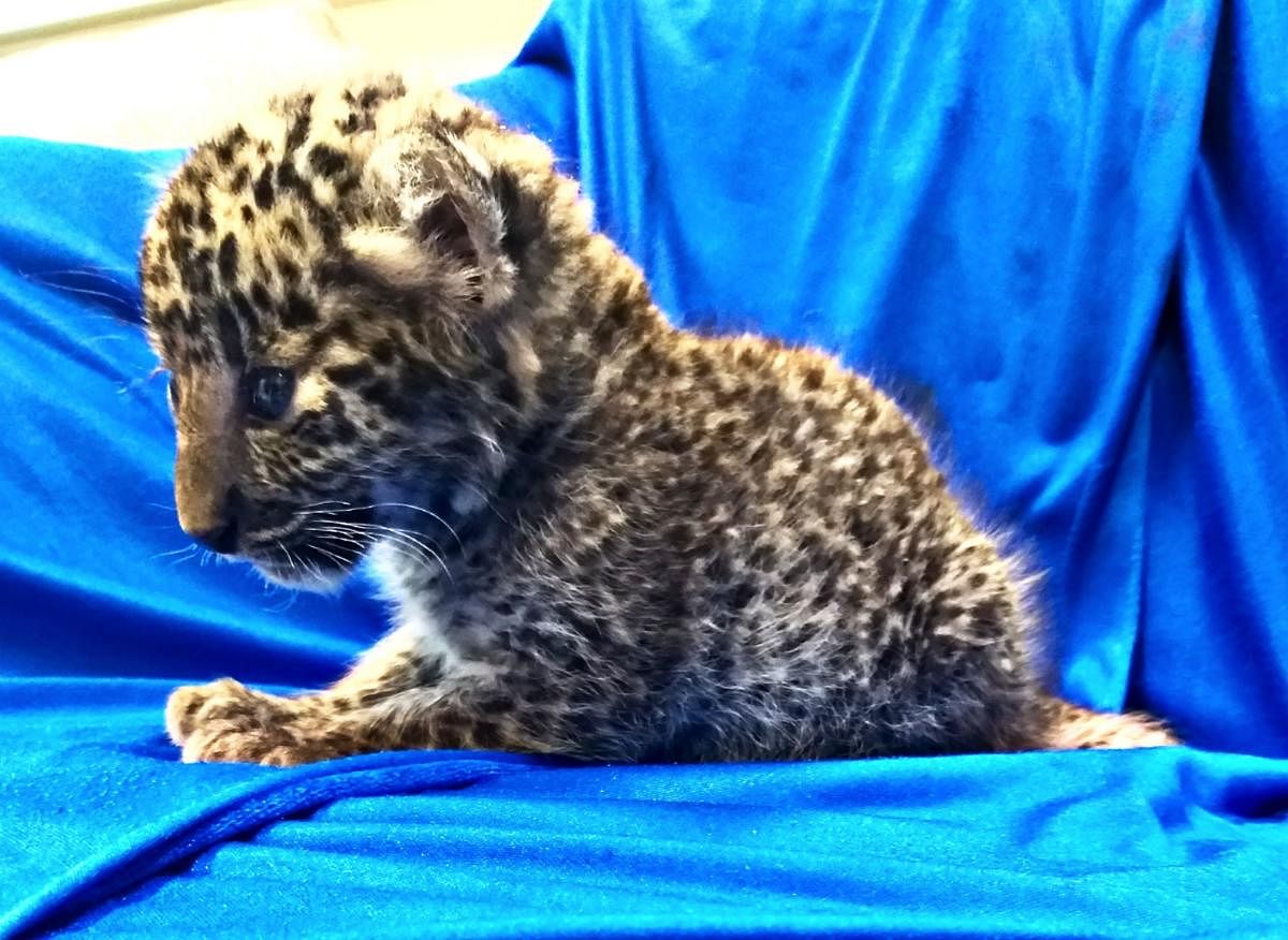 A leopard cub after it was seized from checked baggage of a passenger travelling from Bangkok, at Chennai International airport. AFP photo