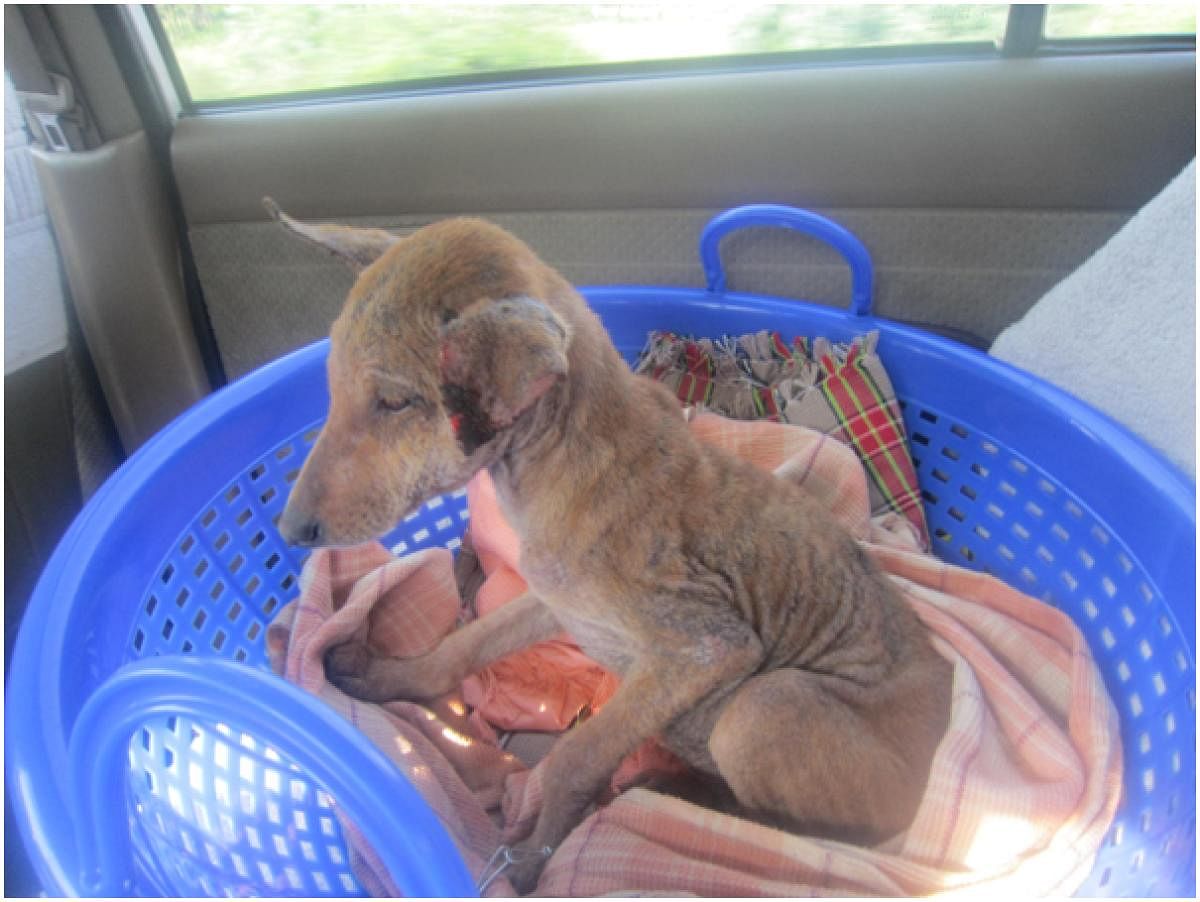 Gomta upon arrival at Su jaya’s pet boarding home in the city.