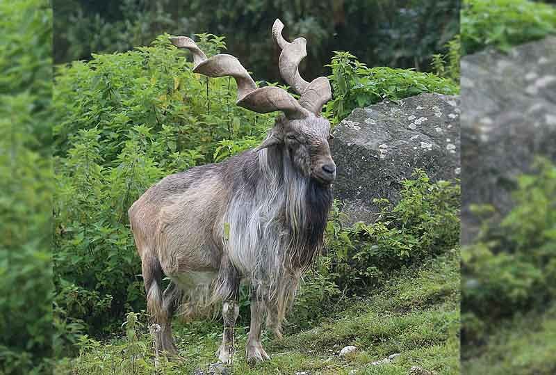 Markhor, a distinctive species of wild goat identified by its long hair and spiralled horns, is a protected species in Pakistan unless permitted by the government to kill it under trophy hunting programmes. (Image source: Wikimedia Commons)