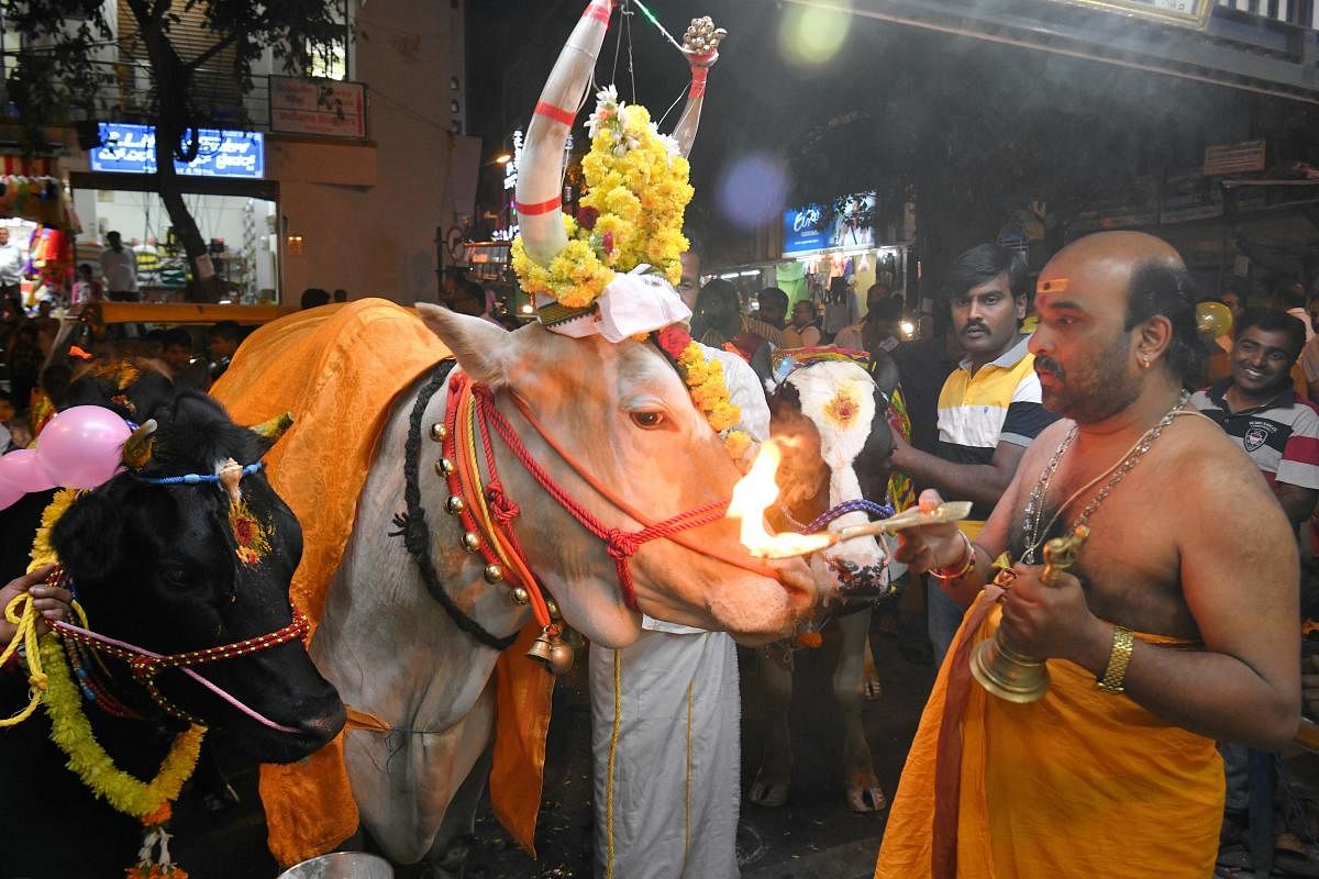 File photo: A Hindu priest performs a blessing ritual for a cow before being led over burning hay as part of a tradition to seek good fortune and protection from harm during the Hindu Makar Sankranti festival in Bangalore.