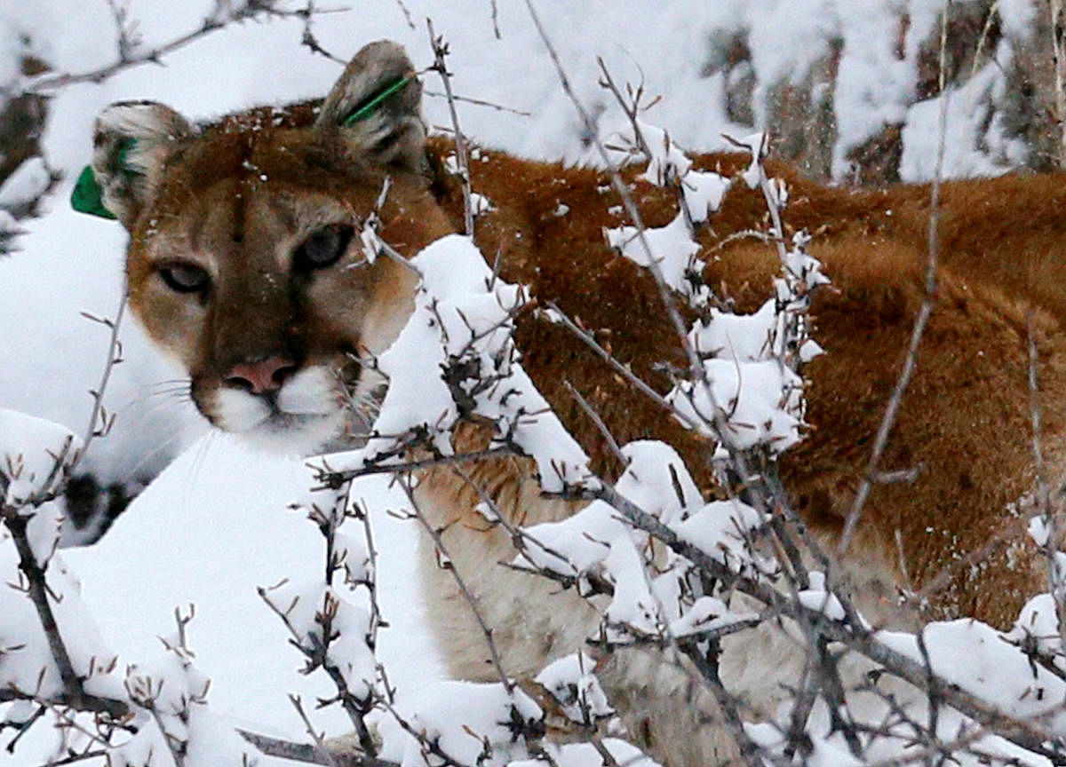 A Colorado jogger strangled a juvenile mountain lion in the foothills of Horsetooth Mountain northwest of Denver, acting in self-defence after the predator attacked him, authorities said on Tuesday. Reuters file photo