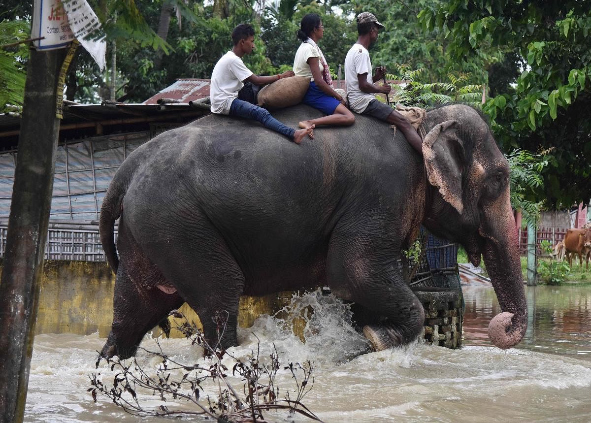 An elephant of the Assam Forest department wades through flood waters in Jakhalabandha area in Koliabor, some 186km from Guwahati, the capital city of India’s northeastern state of Assam on August 13, 2017. / AFP PHOTO 