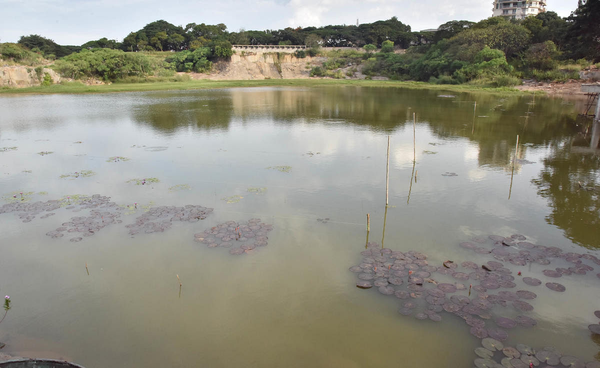 Flowering aquatic plants in lalbagh lake in Bengaluru on Wednesday 19th September 2018. DH Photo by Janardhan B K