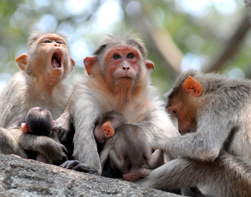 The area where the two monkey carcasses were found in Belthangady has been sprayed with malathion powder to kill the ticks. DH file photo