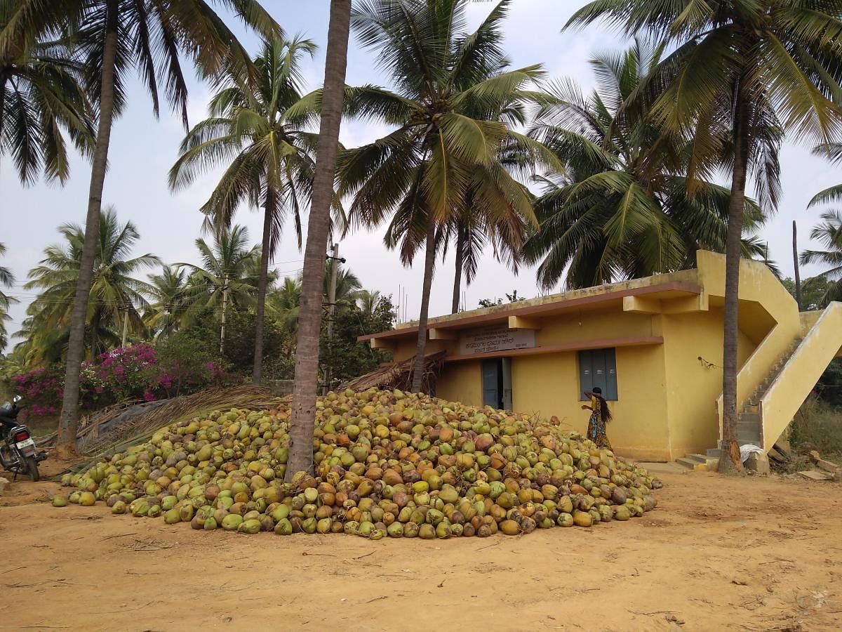 Coconut theft is a serious issue in the botanical garden spread over 152 acres on Hoskote Road.