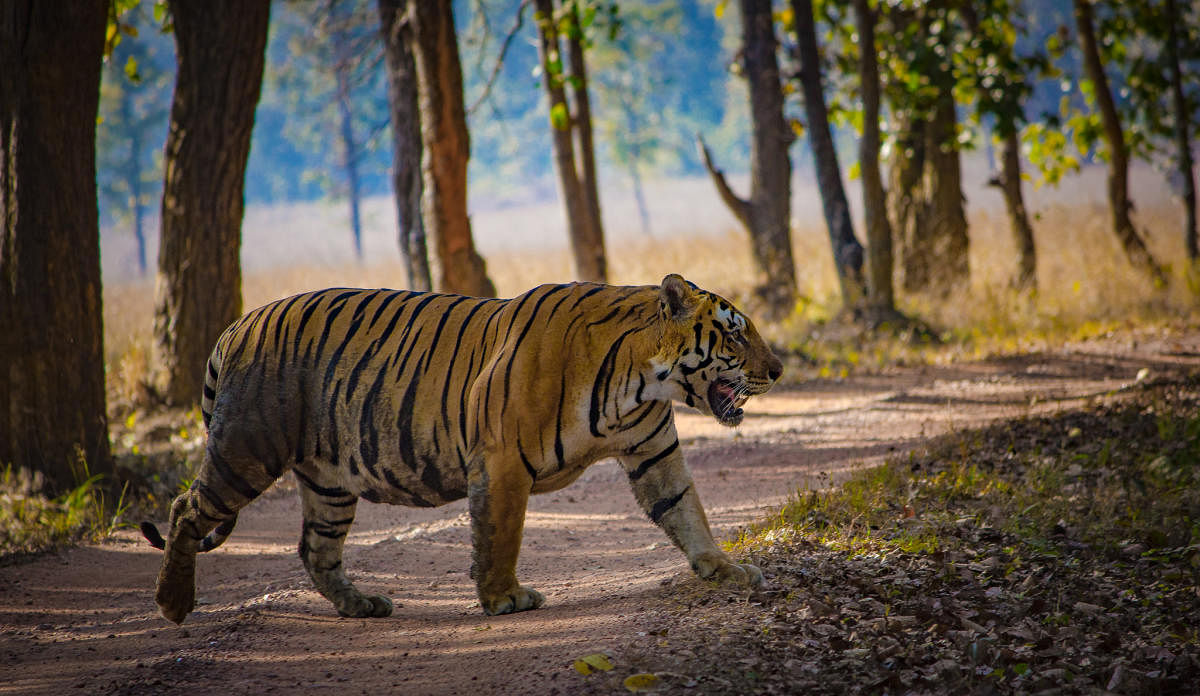 Regal: A tiger at crossroads in Kanha Tiger Reserve, Madhya Pradesh. photos by author