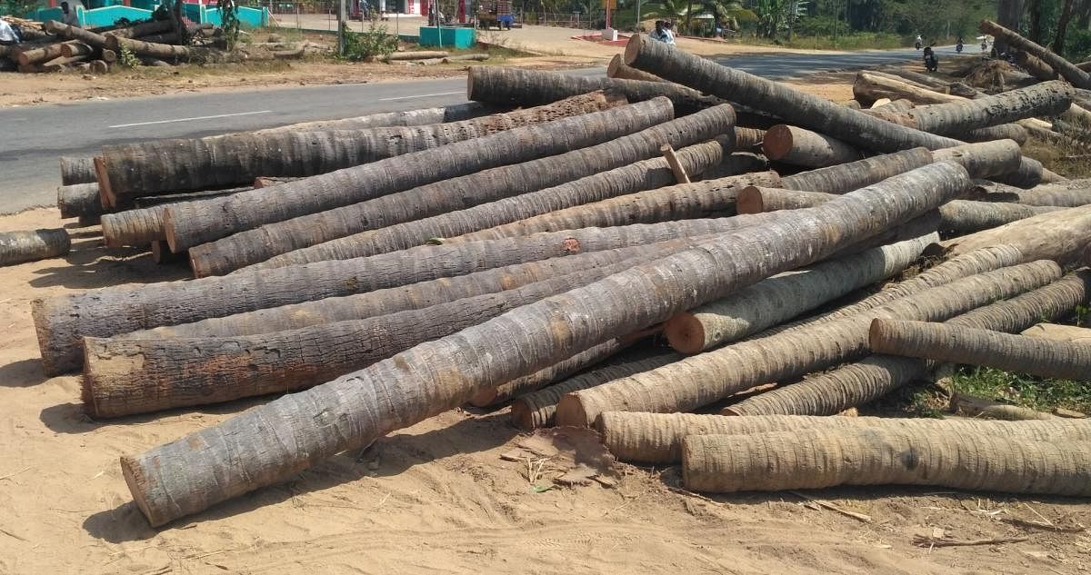 take a beating: Axed coconut trees at a sawmill in Pandavapura taluk, Mandya district.