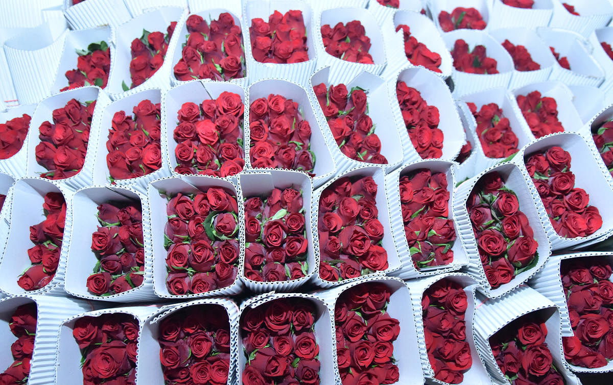 Roses at the International Flower Auction Bengaluru (IFAB) Limited in Hebbal in Bengaluru. DH photo/ Janardhan B K