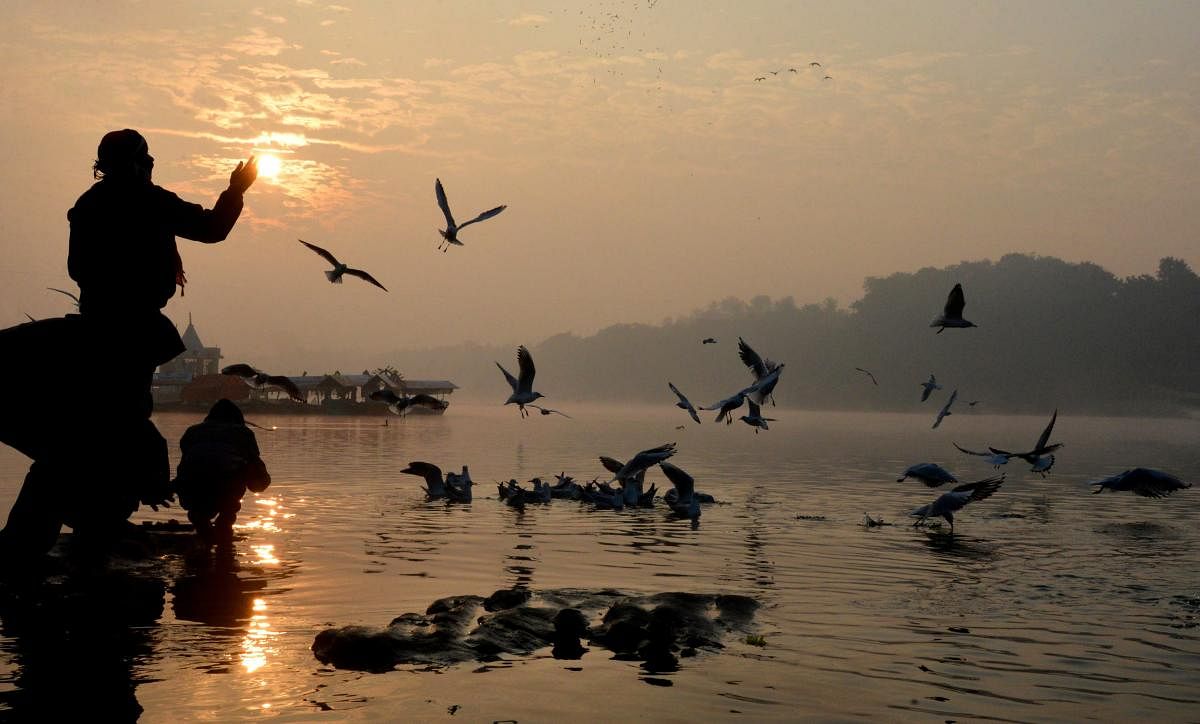 Birds flock over the River Narmada as devotees feed them, in Jabalpur. PTI