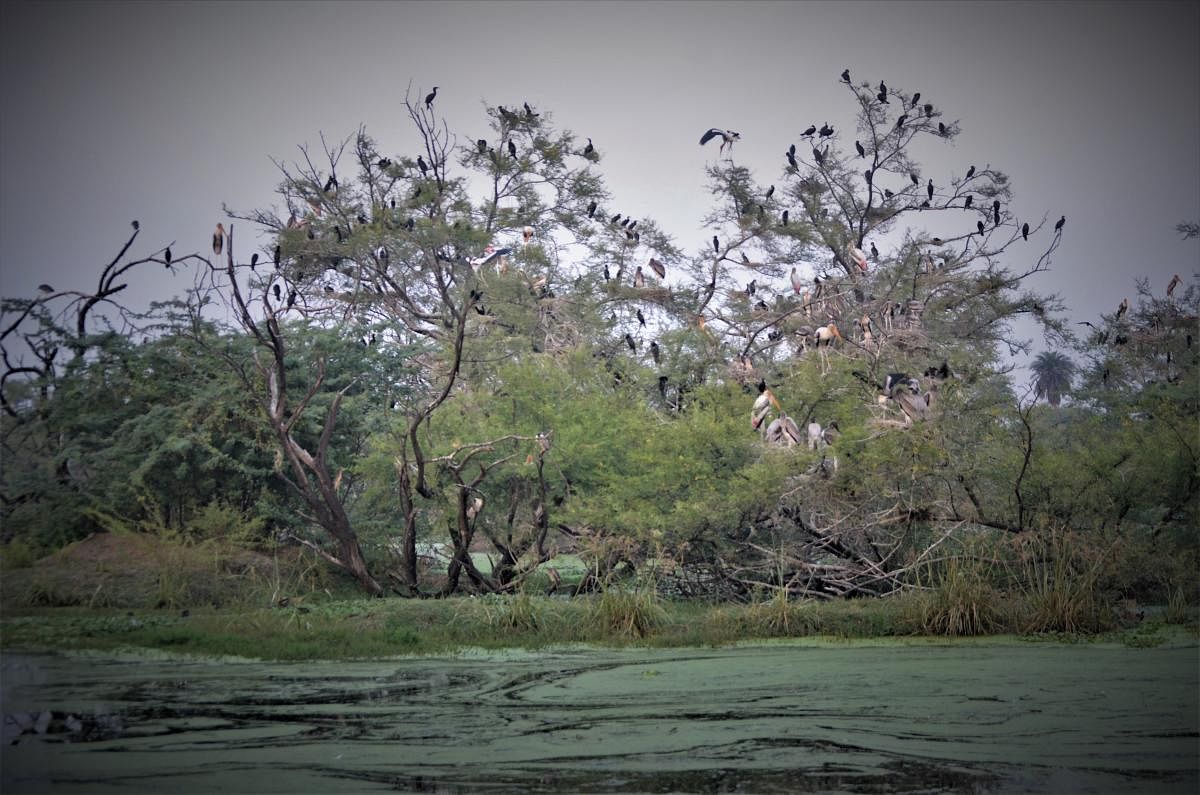 Nests and birds at Keoladeo National Park. PHOTOS BY AUTHOR