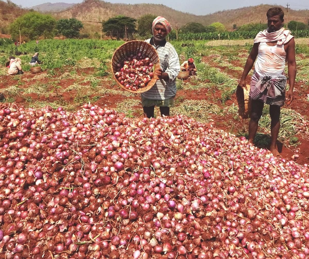 Farmers dumping onions.