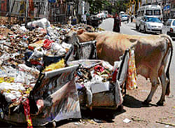 it stinks: A cow rummages through heaps of garbage that lies uncleared in Jayanagar on Wednesday. DH Photo