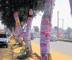 Trees with advertisements have turned an eyesore. DH PHoto