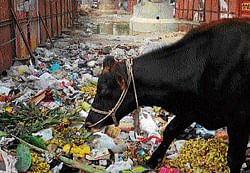 inspired: BBMP now looks up to cattle to clear mounting vegetable waste in the City.  DH Photo