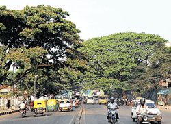 Trees between the Okalipuram area and Fountain Circle near Majestic will be axed as part of the eight-lane corridor  project undertaken by the BBMP. DH&#8200;Photo/ Kishor Kumar Bolar