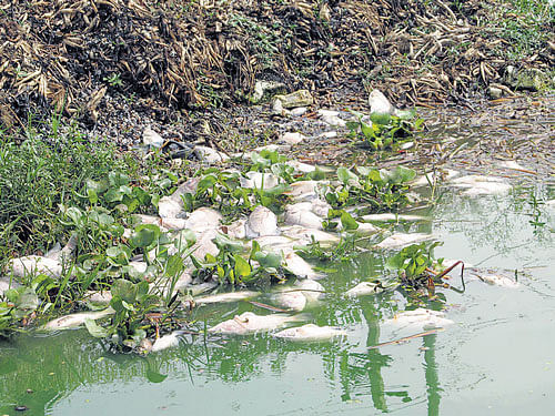 lake of death: Hundreds of dead fish float in Jakkur lake. DH photos