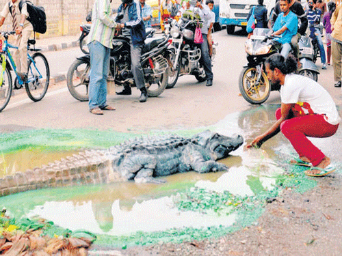 Installation artist Baadal Nanjundaswamy's crocodile in a pothole on Sultanpalya Main Road  triggered a huge public response.  DH Photo