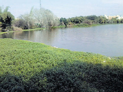 Water hyacinth growing in Mahadevapura lake. DH PHOTO
