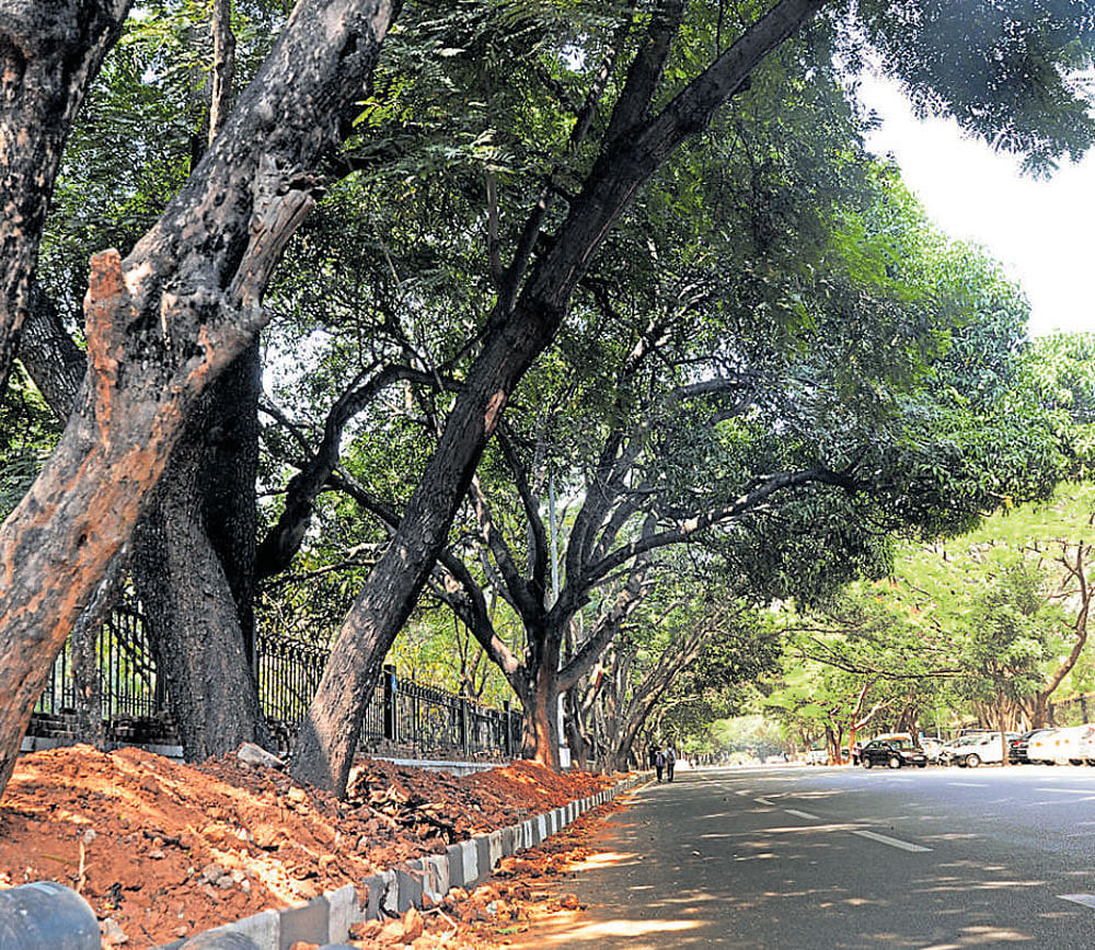 The trees along the Jawaharlal Nehru Planetarium on  T Chowdaiah Road will be axed for the steel flyover. dh photo