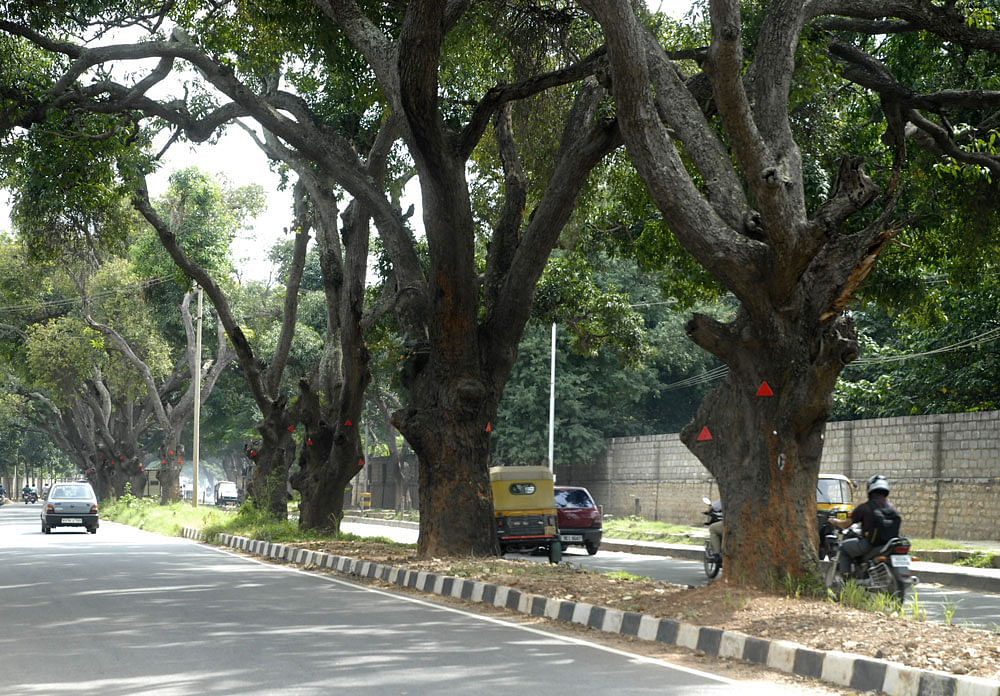 BBMP gets 13,610 emails against felling  of trees on Jayamahal Road