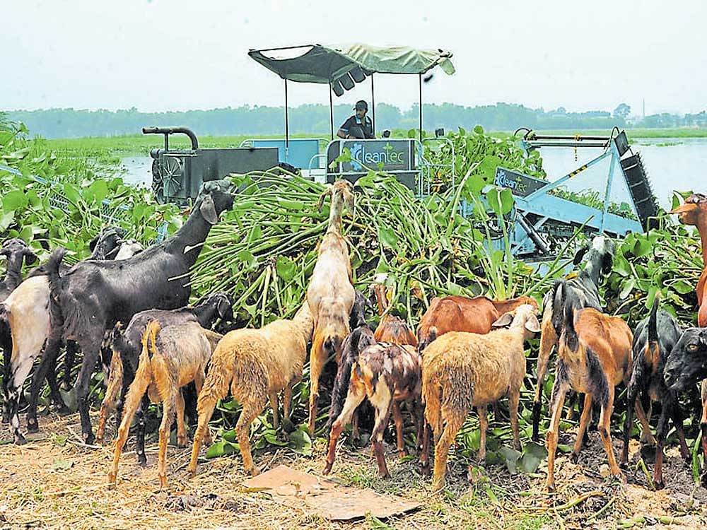 Sheep and goats feed on the weeds removed from Bellanadur lake on Thursday. The  BDA plans to set up a plant near the lakebed to compost the huge quantity of weeds.  DH&#8200;Photo/Srikanta Sharma R