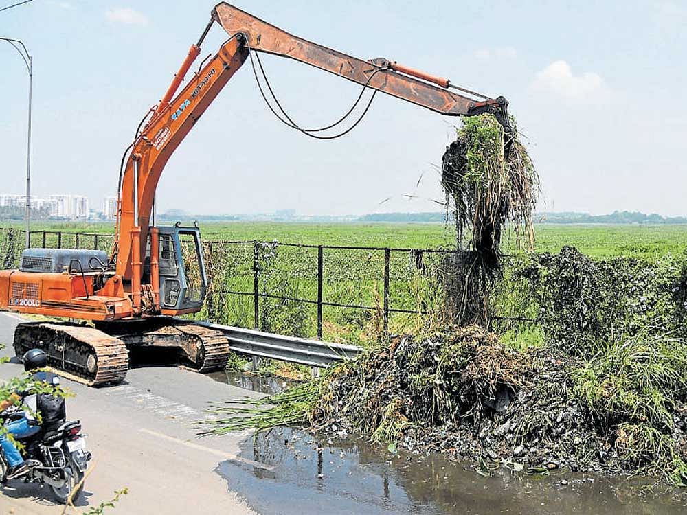 An earthmover on Friday clears the weeds removed from the Bellandur lake, which have been dumped on the roadside. DH&#8200;Photo
