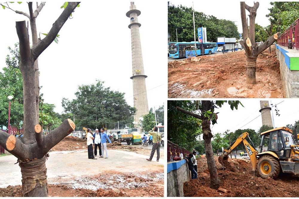 BBMP has taken up works to transplant trees on Jayamahal road promenade to pave the way for the Road widening, in Bengaluru on Friday. Photo/ B H Shivakumar