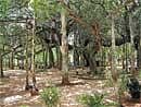 BBMP to develop tree parks