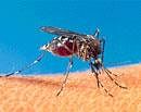 No dengue deaths, says BBMP