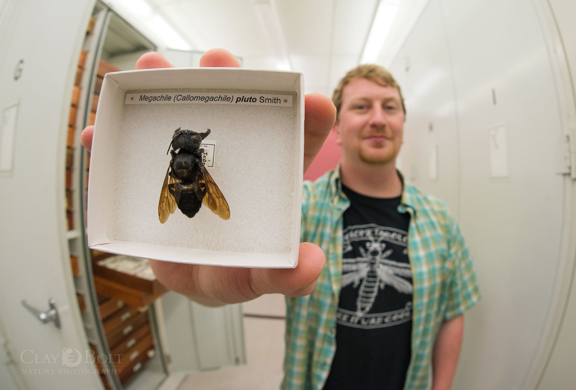 Bee expert Eli Wyman at the American Museum of Natural History with a specimen of Wallace’s Giant Bee © Clay Bolt / claybolt.com. 