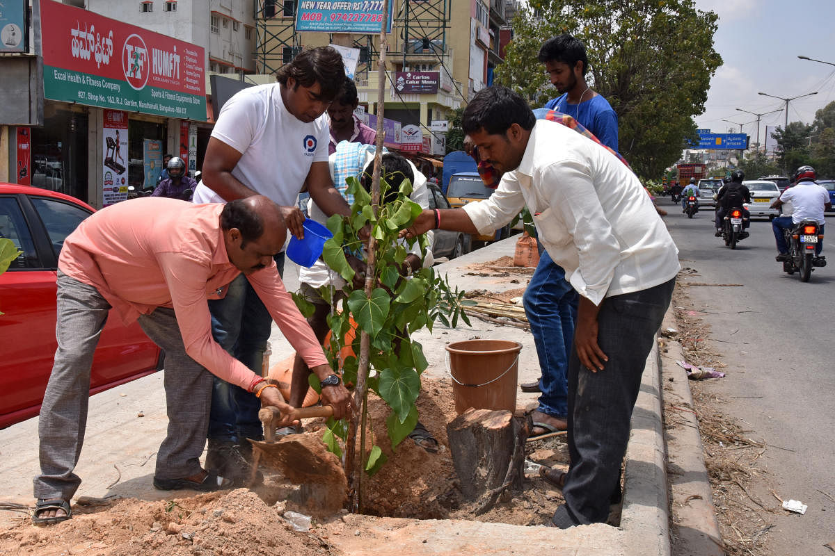 BBMP forest workers and activists plant saplings on the Outer Ring Road in Marathahalli to compensate for trees chopped down to make way for advertisement hoardings. DH FILE PHOTO