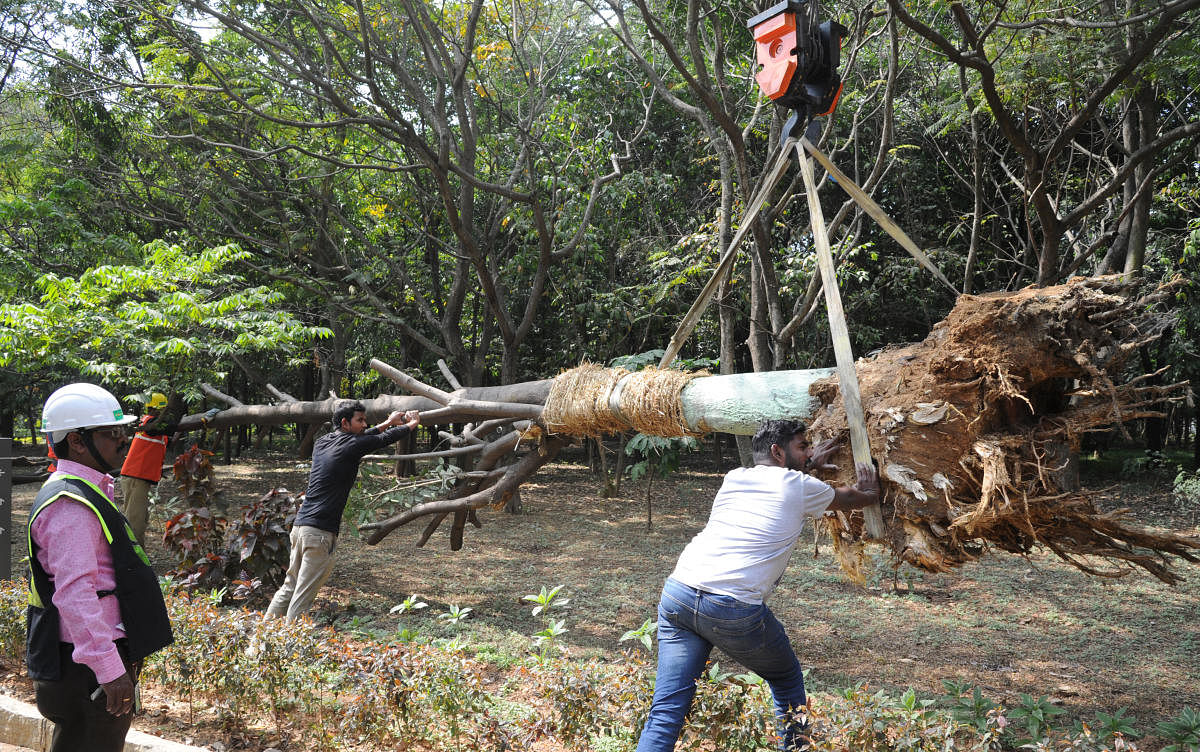 BMRCL had earlier translocated 185 trees on Bannerghatta Road to clear the space for the Gottigere-Nagawara metro line under Phase 2. DH file photo
