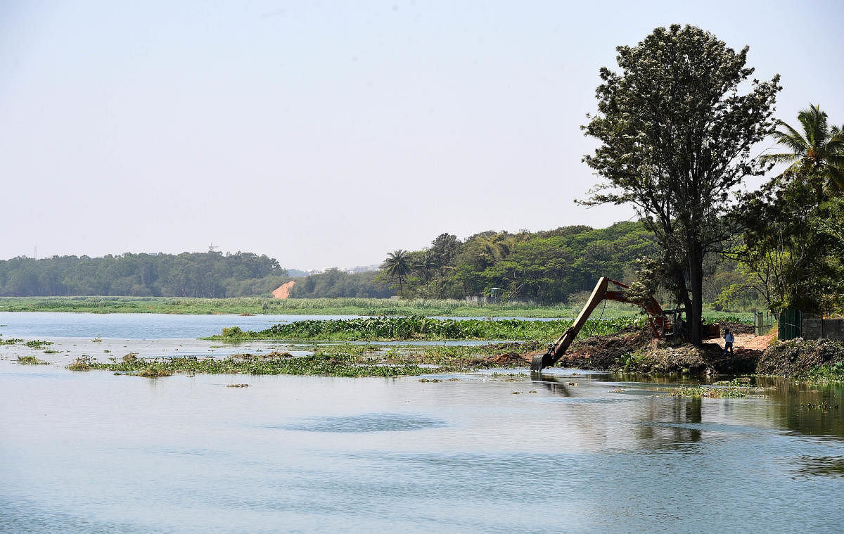 A file picture of Bellandur Lake.