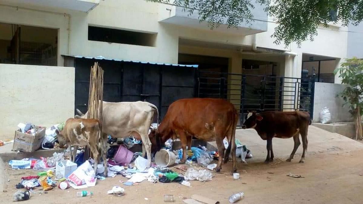 The garbage problem has been haunting the residents of Hoodi in Mahadevapura