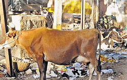Garbage heaps near electrical installations have become  a common sight in the City. DH Photo