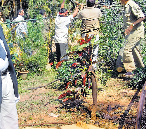 A sandalwood tree being axed at Lalbagh on Thursday. KPN