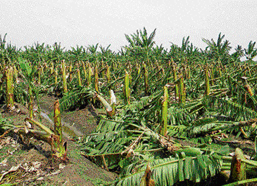 rain fury: Banana plantations were destroyed at Hale Magani in Kampli of Bellary district on Friday night. (Below) Sugarcane crops lie in ruins on Belagodu Halu Road near Kampli  following heavy rainfall. dh Photo