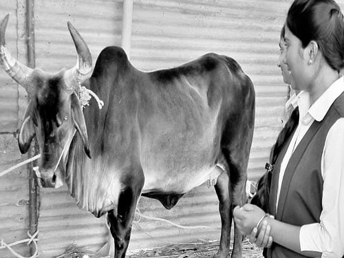 Students look at a cow on display at the Krishi Mela. dh Photo