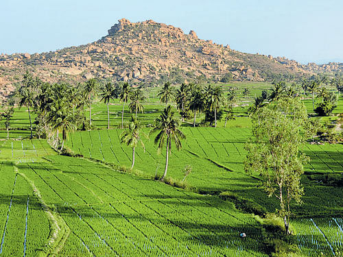 LUSH Green paddy fields in Hampi. PHOTO BY AUTHOR